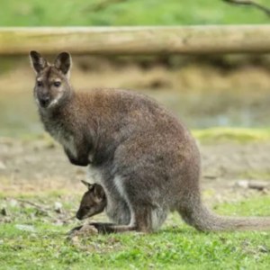 Kako je kenguru dobil svoj žep? Pravljična delavnica v ZOO Ljubljana